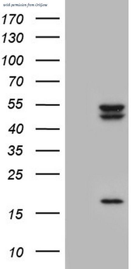 OriGene TA803801S image 1
