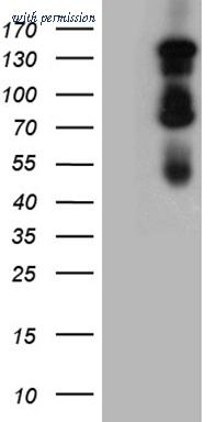 OriGene TA803803S image 1