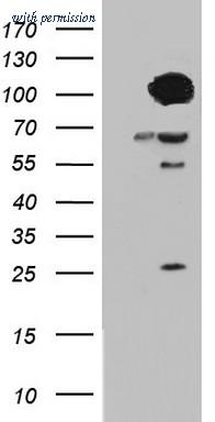 OriGene TA804041S image 1