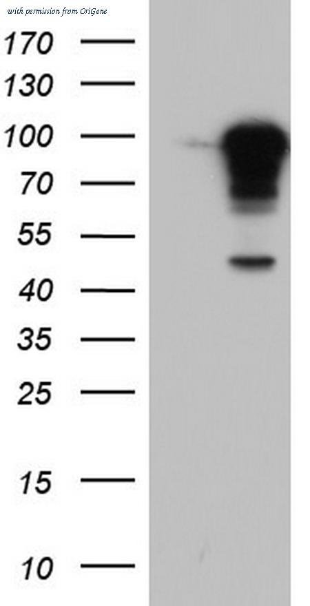 OriGene TA804043S image 1