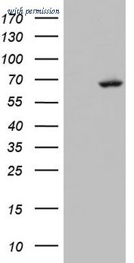 OriGene TA804094S image 1