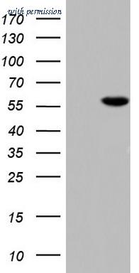 OriGene TA804353S image 1
