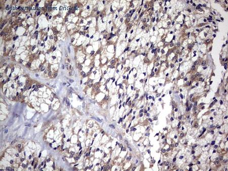 OriGene TA804426S image 1