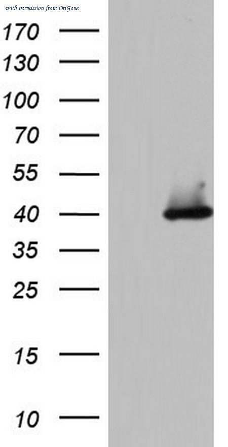 OriGene TA804436S image 1