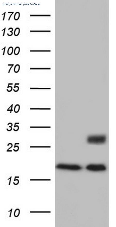 OriGene TA804438S image 1