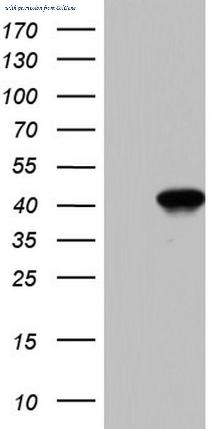 OriGene TA804449S image 1