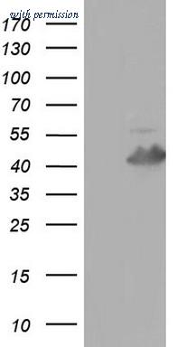 OriGene TA804461S image 1