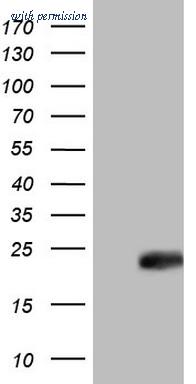 OriGene TA804479S image 1