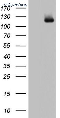 OriGene TA804484S image 1