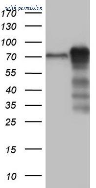 OriGene TA804490S image 1