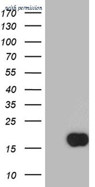 OriGene TA804519S image 1