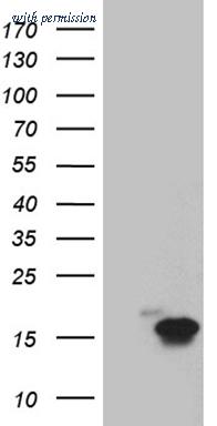 OriGene TA804522 image 1