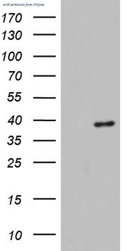 OriGene TA804542S image 1