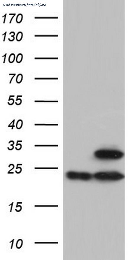 OriGene TA804572S image 1