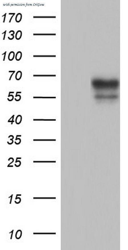 OriGene TA804574S image 1