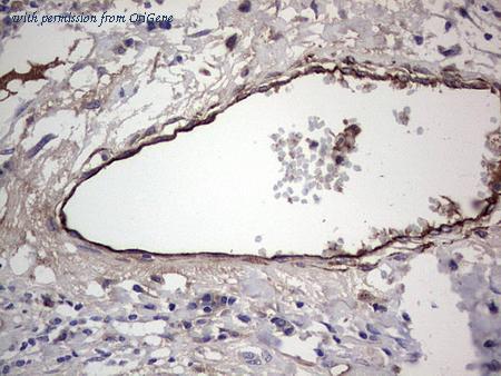 OriGene TA804576S image 1