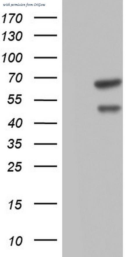 OriGene TA804581S image 1