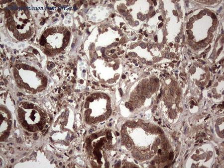 OriGene TA804612S image 1