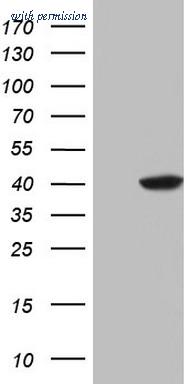 OriGene TA804618S image 1