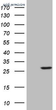 OriGene TA804753S image 1