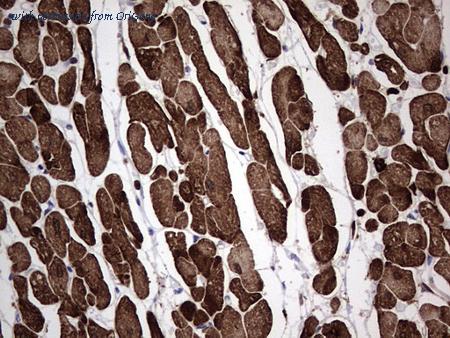 OriGene TA804824S image 1