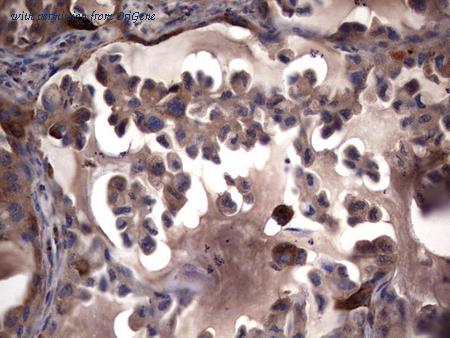 OriGene TA804842S image 1