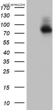 OriGene TA804854S image 1