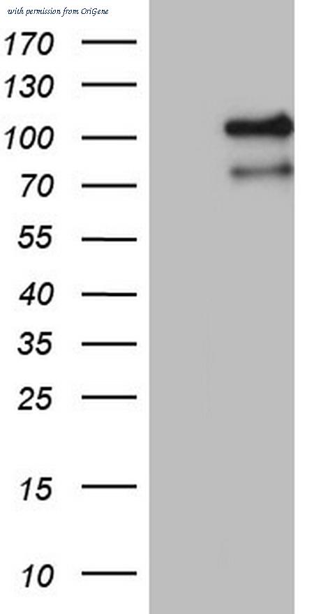 OriGene TA804915S image 1
