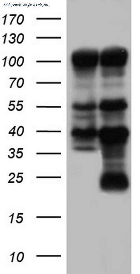 OriGene TA804938S image 1