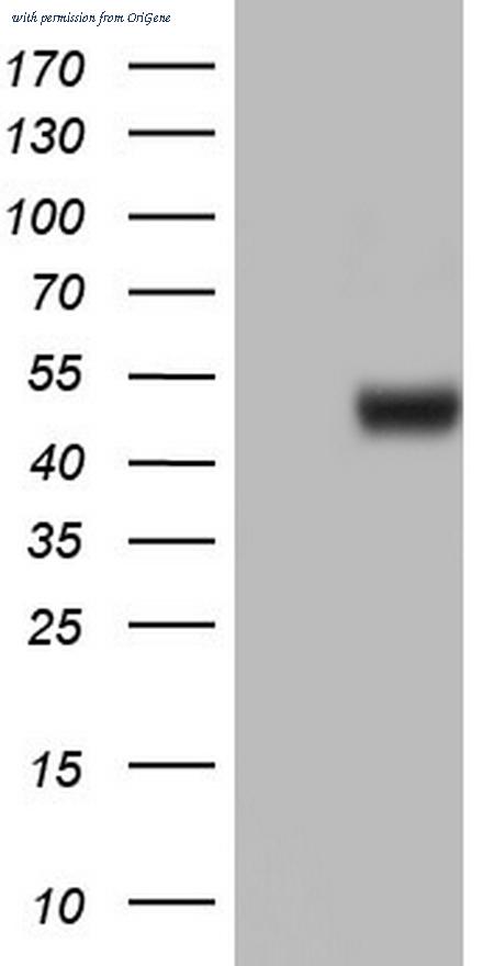 OriGene TA804950S image 1