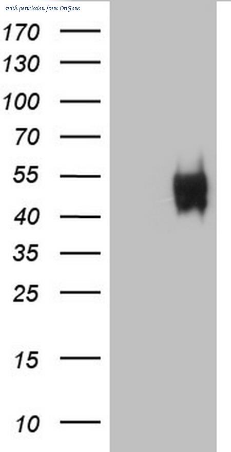 OriGene TA805546S image 1