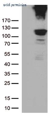 OriGene TA805653S image 1