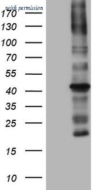 OriGene TA806072S image 1