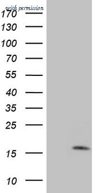 OriGene TA806455S image 1