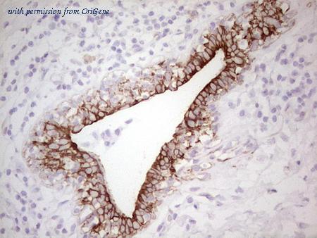 OriGene TA806689S image 1