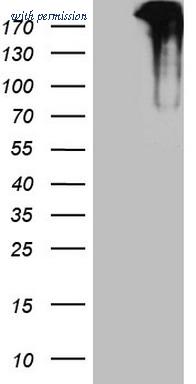 OriGene TA807214 image 1