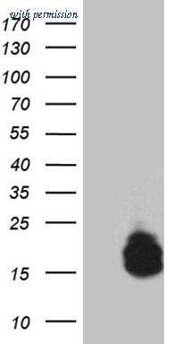 OriGene TA807315 image 1