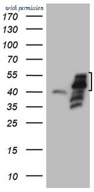 OriGene TA807331S image 1