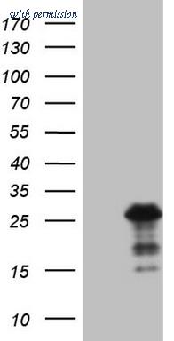 OriGene TA807459S image 1