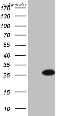 OriGene TA807461S image 1