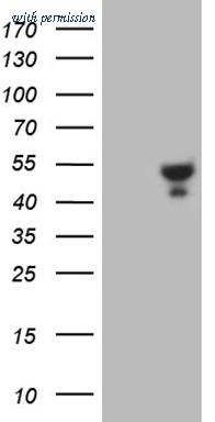 OriGene TA807663S image 1