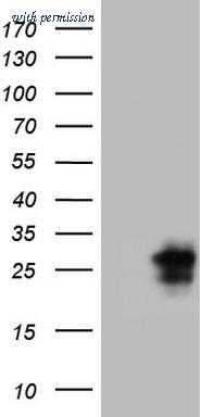 OriGene TA807714S image 1