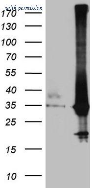 OriGene TA807716 image 1