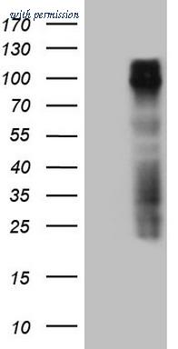 OriGene TA807717S image 1