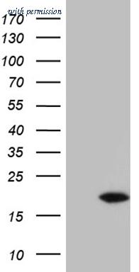 OriGene TA807758S image 1