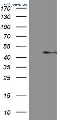 OriGene TA807820S image 1