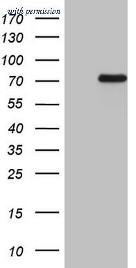 OriGene TA808199S image 1