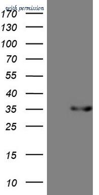 OriGene TA808202S image 1