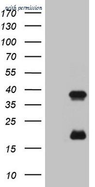 OriGene TA808342S image 1