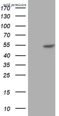 OriGene TA809324S image 1